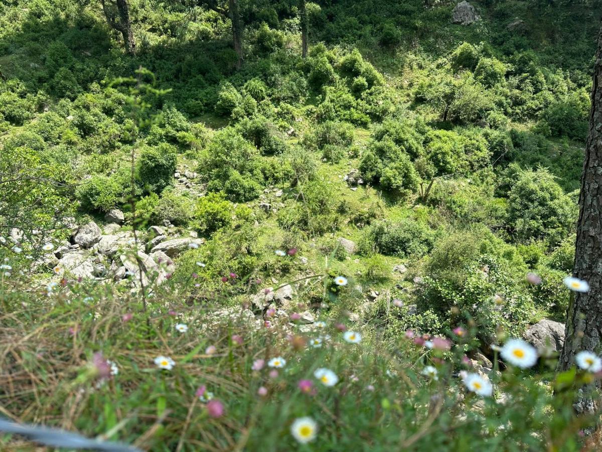 Deodar Village Homestay Devalsari มัสซูรี ภายนอก รูปภาพ