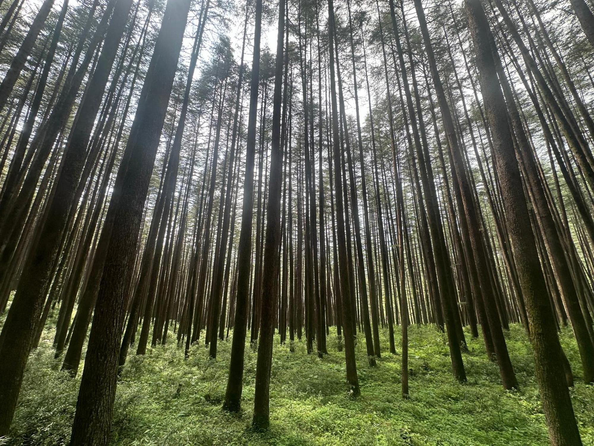 Deodar Village Homestay Devalsari มัสซูรี ภายนอก รูปภาพ